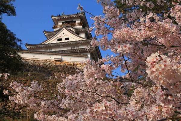 【愛媛県内発】 高知公園と鏡野公園 高知桜めぐりといちご狩り食べ放題 日帰り1